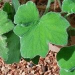 Pelargonium tomentosum Hoja