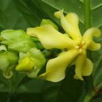 Voacanga africana Blomma