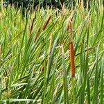 Typha domingensis Folha