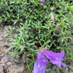 Penstemon davidsonii Blüte