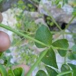 Euphorbia terracina Levél