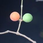 Pleiocarpa pycnantha Fruit