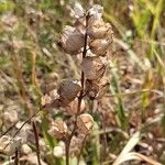 Rhinanthus major Frukt