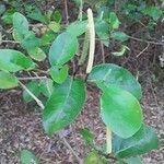 Piper tuberculatum Kvet