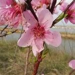 Prunus persica Flors