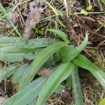 Ophrys araneola List