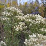 Eupatorium hyssopifolium Vekstform