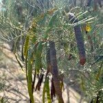 Senna artemisioides Frucht