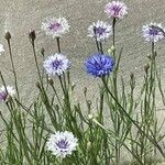 Centaurea cyanusFlower