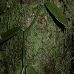 Vanilla planifolia Συνήθη χαρακτηριστικά