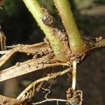 Panicum stoloniferum Bark