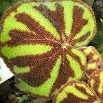 Begonia variegata Habit