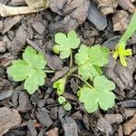 Ranunculus parviflorus Blad