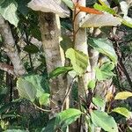 Ficus fistulosa кора