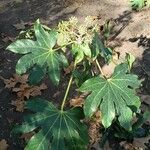 Fatsia japonicaYaprak