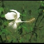 Hibiscus arnottianus Õis