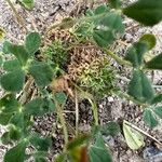Trifolium suffocatum Flower