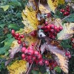 Sorbus latifolia Frukt