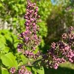 Syringa josikaea Flower