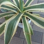 Agave americana葉