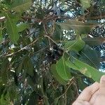 Syzygium cumini फल