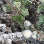 Cosentinia vellea Mosusu
