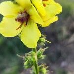 Verbascum blattariaफूल