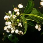 Chiococca alba Meyve