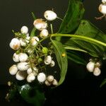 Chiococca alba Fruit