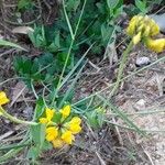 Hippocrepis comosa Alkat (teljes növény)