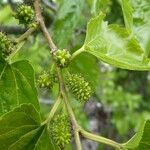 Morus nigra Fruit