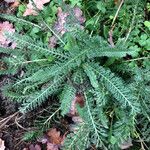 Achillea millefolium Лист