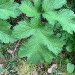 Heracleum sphondylium Hoja