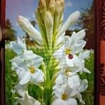 Polianthes tuberosa Flor
