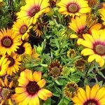 Dimorphotheca sinuata 花