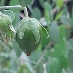 Simmondsia chinensis Fruit