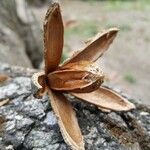 Cedrela odorata Fruit