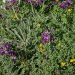 Matthiola incana Altro