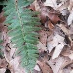 Polystichum acrostichoides ഇല