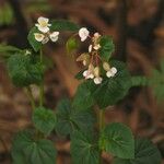 Begonia fischeri Агульны выгляд