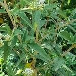 Austroeupatorium inulifolium Feuille