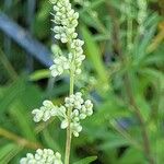 Artemisia vulgarisFiore