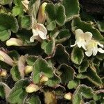 Asarina procumbens Folha