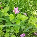 Rubus arcticus Alkat (teljes növény)