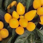 Capsicum annuum 果実