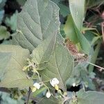 Solanum nigrum برگ