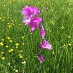 Gladiolus palustris Blüte