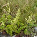 Salvia glutinosa Habit