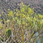 Euphorbia regis-jubae पत्ता