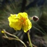 Potentilla ranunculoides Flower